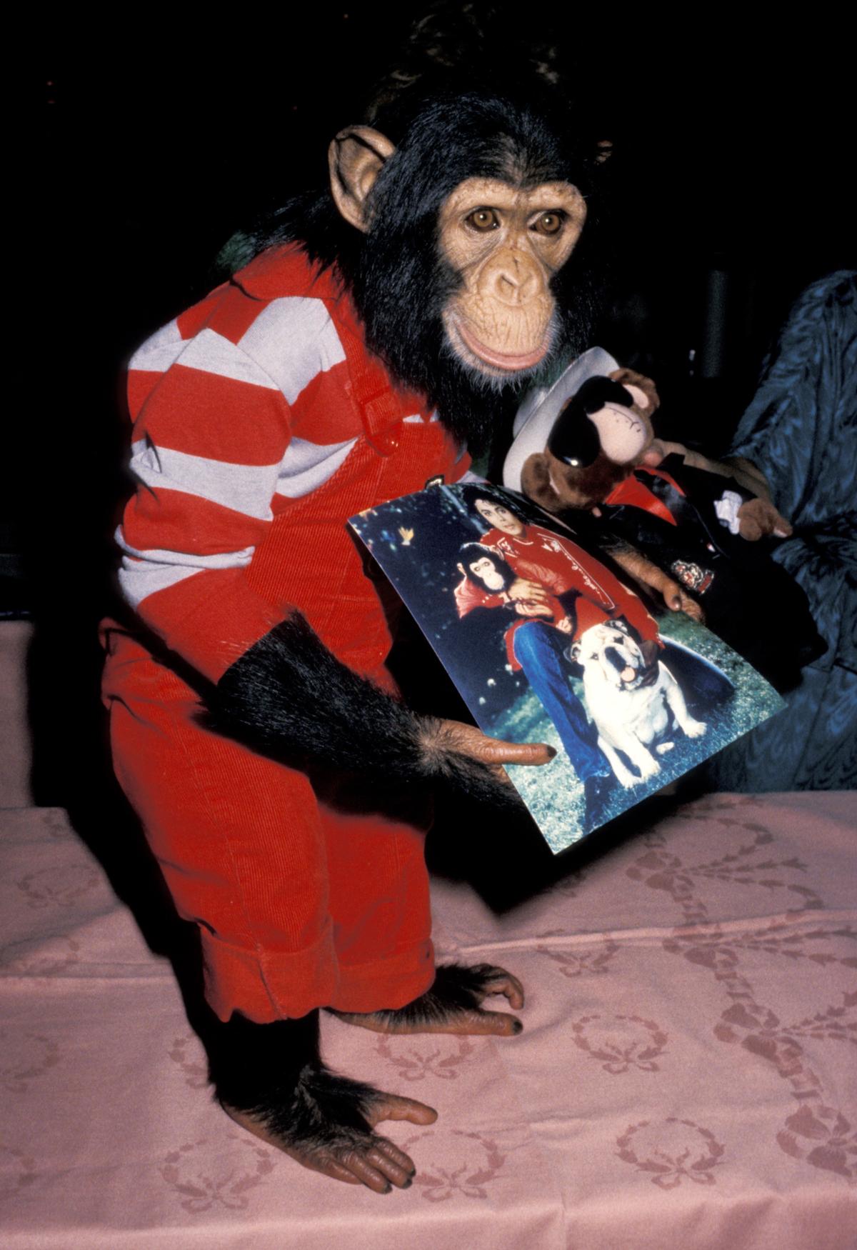 Bubbles (chimpanzee) | Michael Jackson Wiki | Fandom