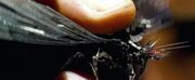 Insecticon