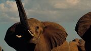 All Hail Megatron Even Elephants In DOTM πππ€π½πππΉ ππΌβ¨π―