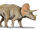 Triceratops