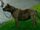 Sir Edmund Burton's Dog