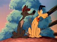 Pluto and coyote look around