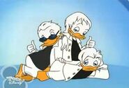 Huey, Dewey, and Louie Duck