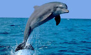 Delfin