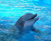 Delfines