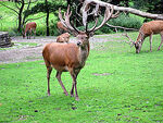 240px-Zoo-Dortmund-IMG 5513