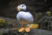 Horned Puffin