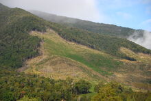 Deforestation