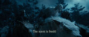 Azog in rain