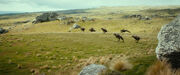 Wargs in Trollshaw