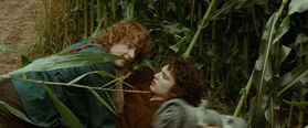 PippinONFrodo