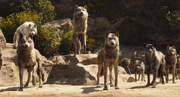 Wolves