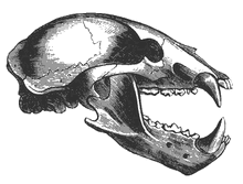 Wolf skull 11164 md.gif