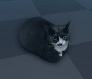 The cat seen in the emote