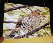 A Random decal of a bird appearing in the maze.