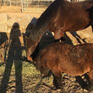 Parisa fitz-henley horse ranch