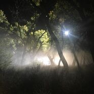 BTS Night Forest 4