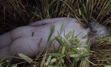 Body in crop circle