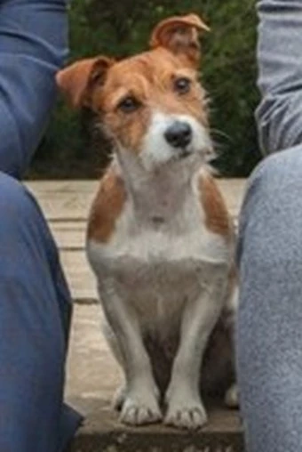 midsomer murders dog