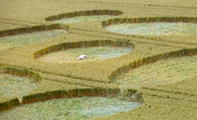 Body in Crop Circle