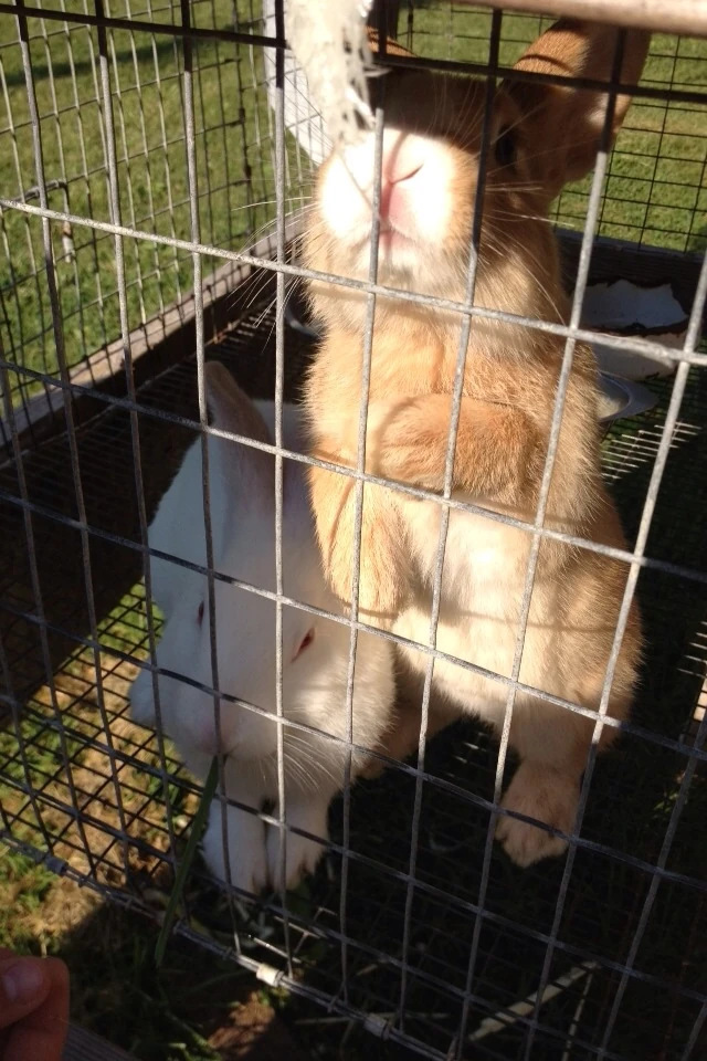 Rabbits in Urban Agriculture | Urban Agriculture in the Upper Midwest ...