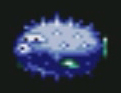Poisson-souffleur.jpg
