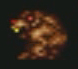 Diable-de-tasmanie.jpg