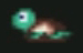 Tortue.jpg