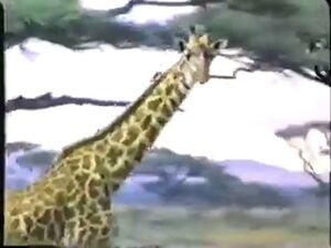 Geoffrey Giraffe: Animal Alphabet | Mikeyminizback Wiki | Fandom