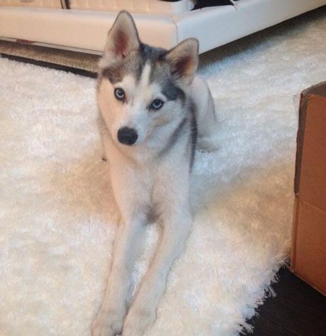 Alaskan Klee Kai - Wikipedia