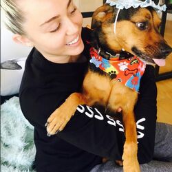 Category:Pets | Miley Cyrus Wiki | Fandom Category:Pets | Miley Cyrus Wiki | Fandom
