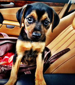 rottweiler beagle mix