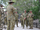 Australian Army Cadets