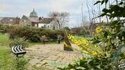 Gorse MMG Mahonia