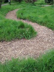 The Daffodil Path to the Arena