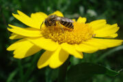 Hornetcornmarigold