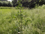 Surviving Ginkgo