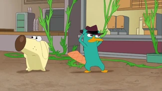 Nhấp vào đây để xem nhiều hình ảnh hơn từ Thú mỏ vịt Perry.