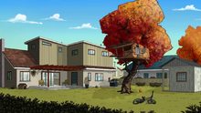 MurphyBackyard.png