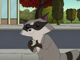 Recurring Raccoon