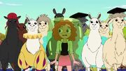 Llama 174.jpg