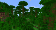 Jungle