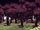 Endergetic Expansion/Bosque equilibrado