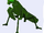 Praying Mantis