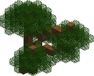 Cedar Tree