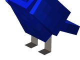 Hyacinth Macaw