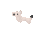 Stoat