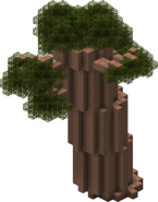 Baobab Tree