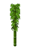 Bamboo