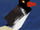 Oystercatcher